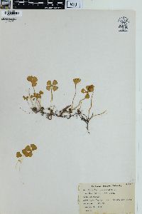 Marsilea quadrifolia image