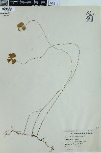 Marsilea quadrifolia image