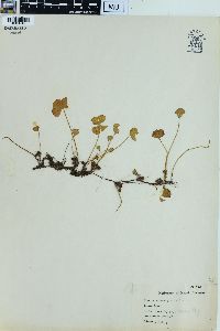 Marsilea quadrifolia image