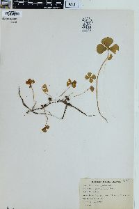 Marsilea quadrifolia image