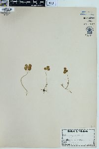 Marsilea quadrifolia image