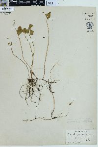 Marsilea quadrifolia image