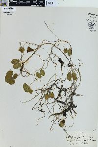 Marsilea quadrifolia image