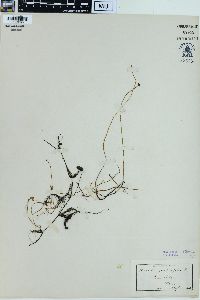 Marsilea quadrifolia image