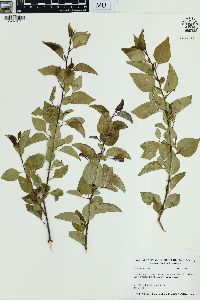 Pyrus calleryana image