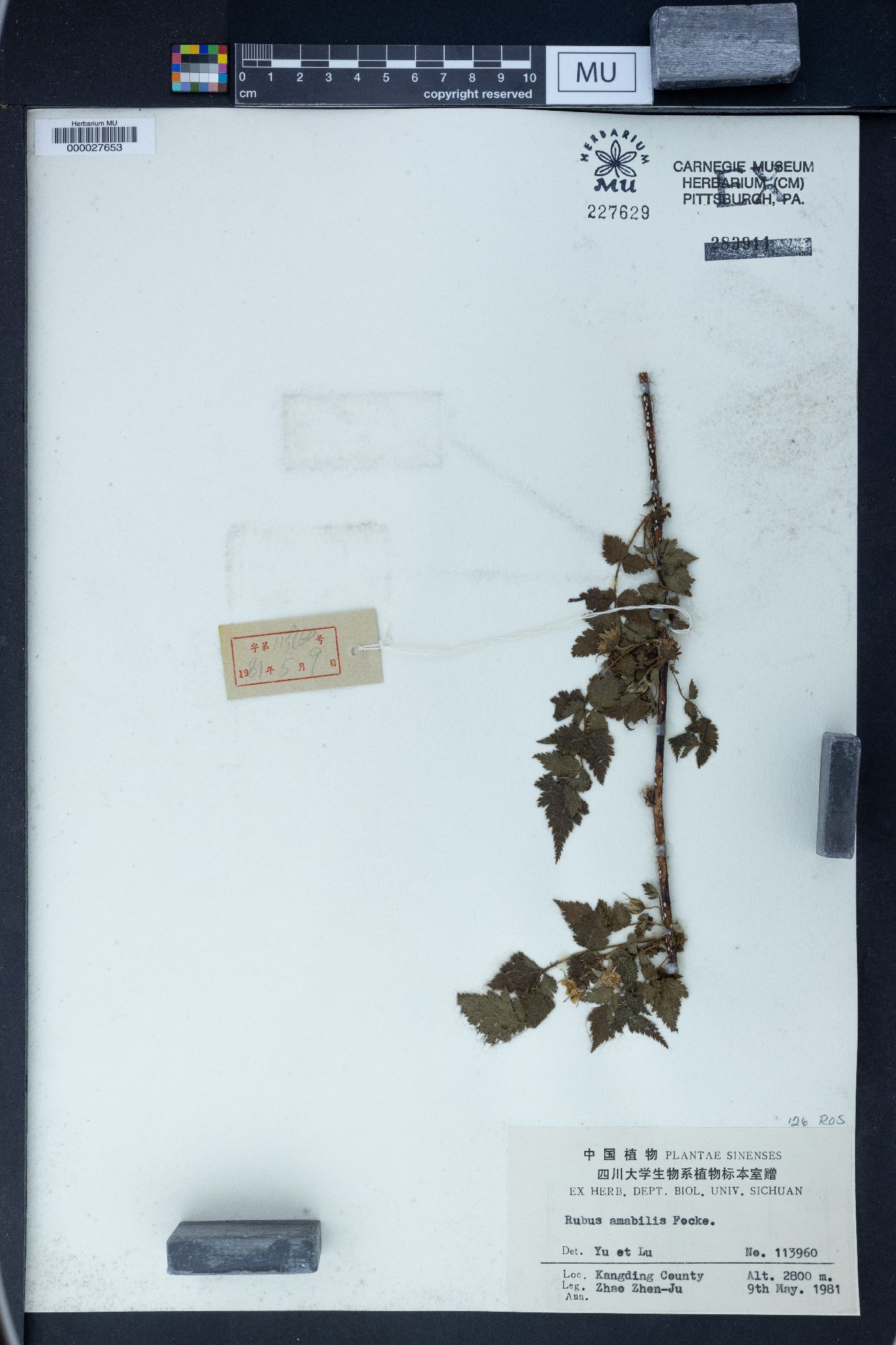 Rubus amabilis image