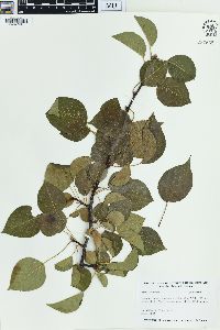 Pyrus calleryana image