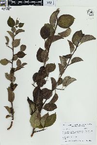 Pyrus calleryana image