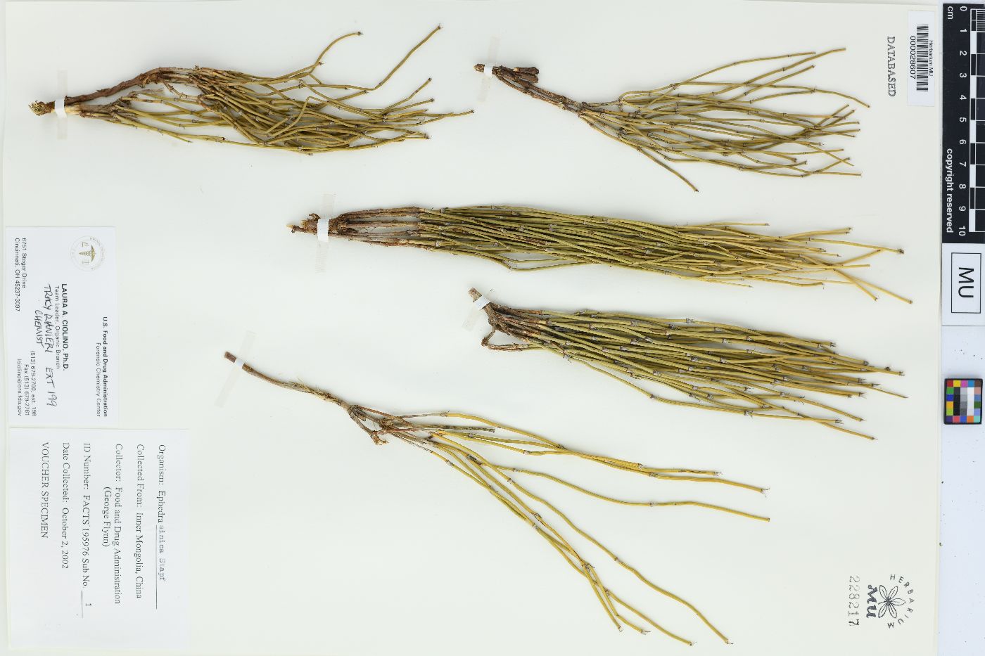 Ephedra sinica image