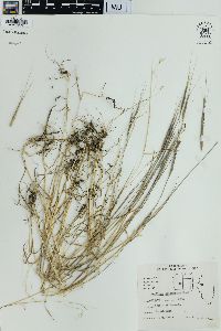 Aegilops cylindrica image