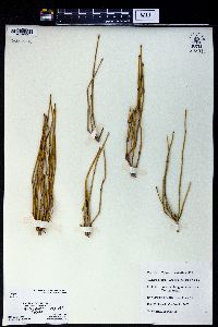 Ephedra sinica image