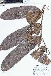 Protium nodulosum image