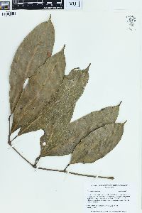 Protium paniculatum image
