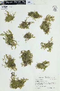 Selaginella apoda image