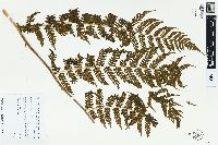 Dryopteris parallelogramma image