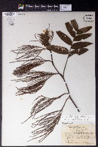 Image of Rhoiptelea chiliantha