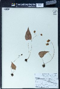 Begonia rubella image