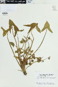 Sagittaria montevidensis image