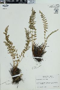 Physematium scopulinum image