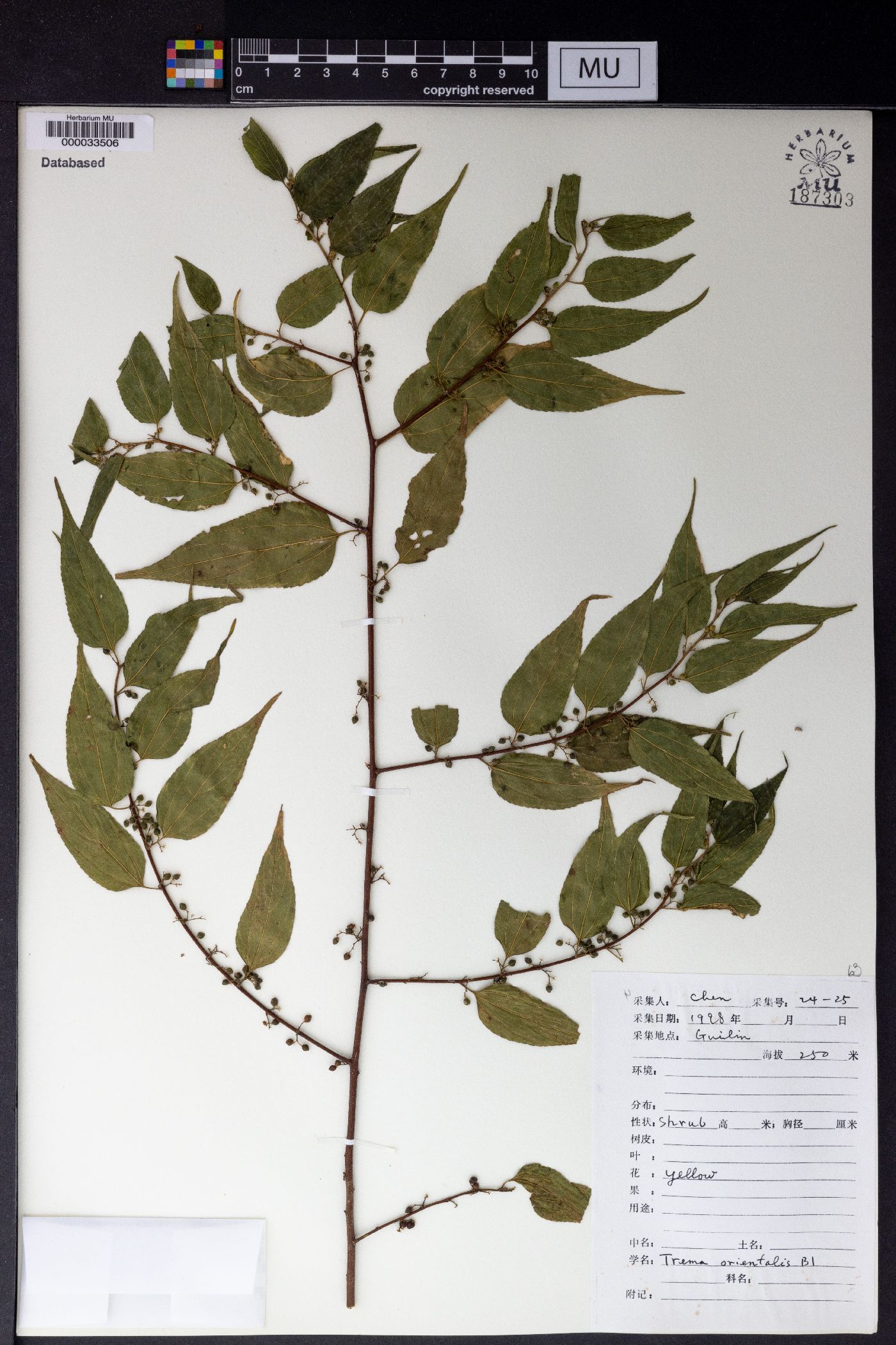 Trema orientalis image
