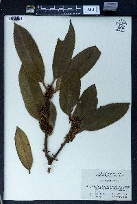 Ilex latifolia image