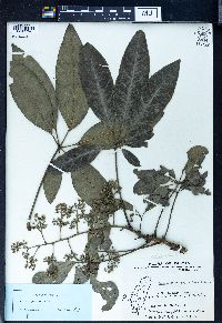 Schefflera heptaphylla image