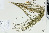 Parkinsonia aculeata image