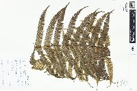 Dryopteris parallelogramma image