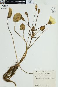 Hydrocleys nymphoides image