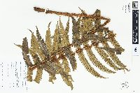 Dryopteris parallelogramma image