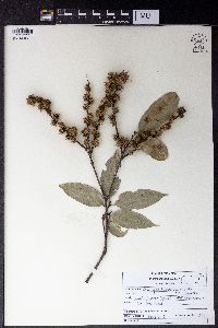 Castanopsis tribuloides image