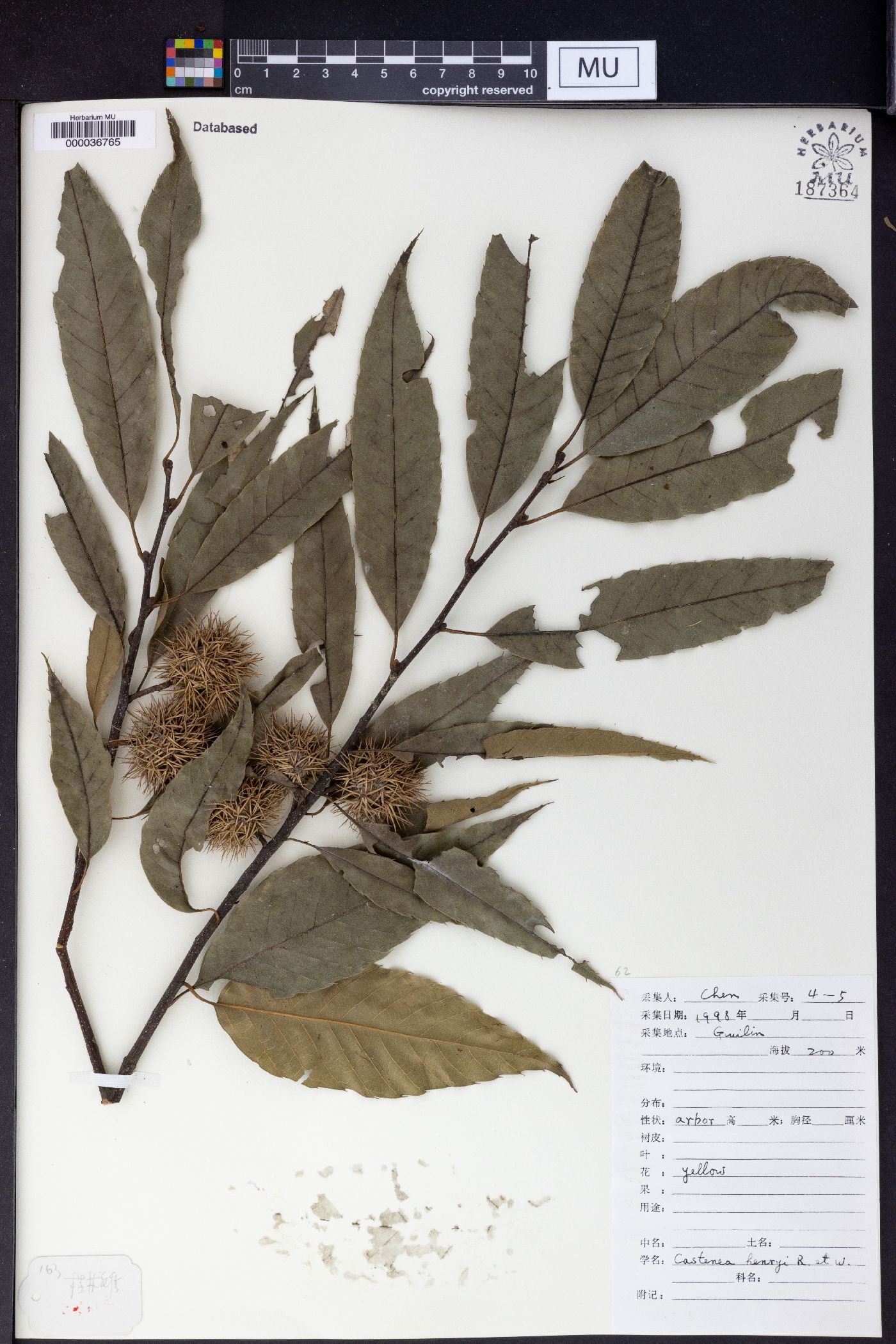 Castanea henryi image