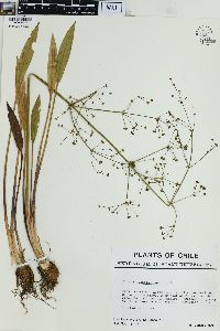 Alisma plantago-aquatica image