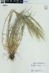 Aegilops triuncialis image