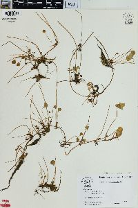 Marsilea quadrifolia image
