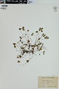 Marsilea vestita subsp. vestita image