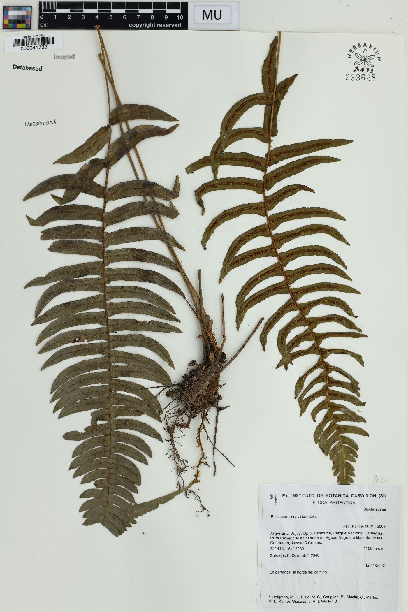 Blechnum laevigatum image