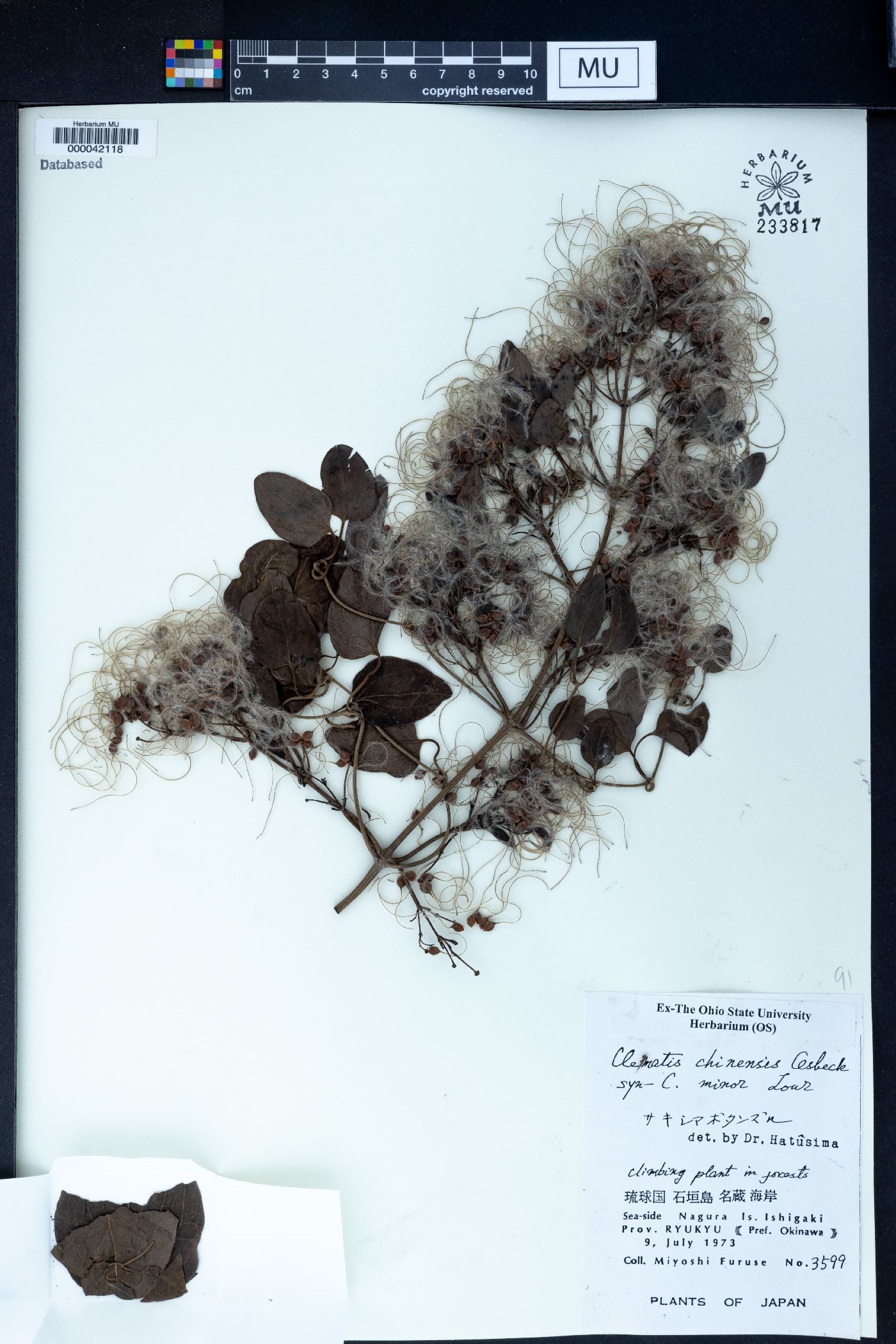 Clematis chinensis image