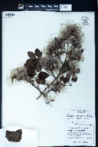Image of Clematis chinensis