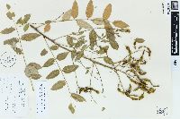 Styphnolobium japonicum image