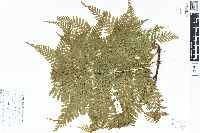 Davallia pubescens image