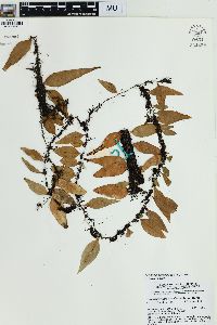 Lepisorus accedens image