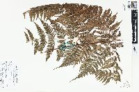 Davallia divaricata image