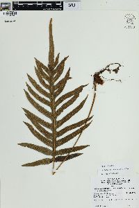 Phlebodium pseudoaureum image