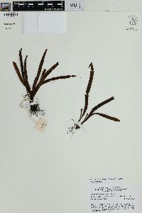 Oreogrammitis reinwardtii image