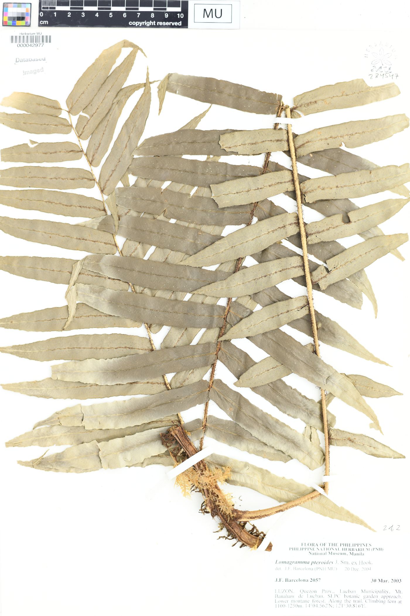 Lomagramma pteroides image