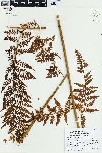 Dennstaedtia smithii image