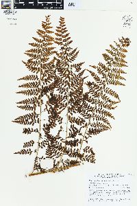 Dennstaedtia smithii image