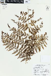 Dennstaedtia smithii image