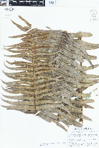 Nephrolepis brownii image